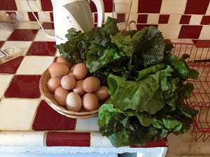 A gift of eggs and lettuce from our neighbours in exchange for 20 bamboo poles