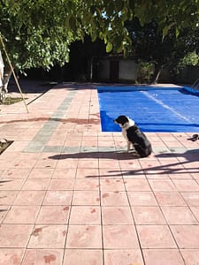 Poppy the Border Collie sat by the swimming pool