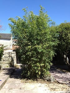 The bamboo bush before we pruned it