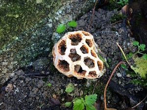 Fungus growing in a dark corner of the garden