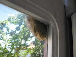 a wasp nest in the corner of the window frame