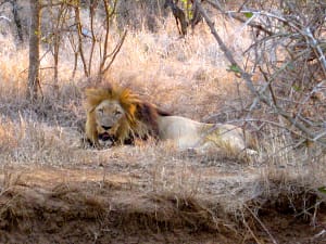 A lion in Africa