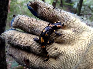 A salamander on my hand
