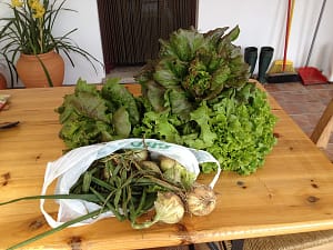 A bag of onions and some lettuce from our neighbours as a welcome gift